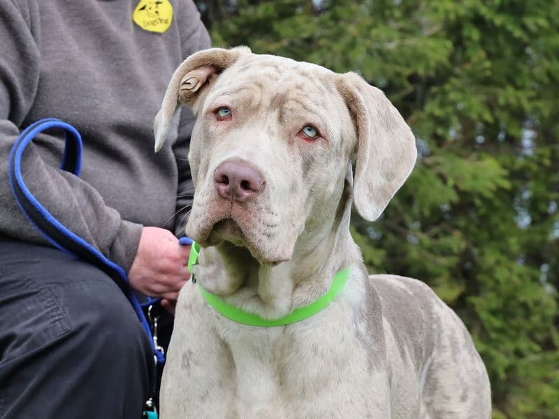 Enzo