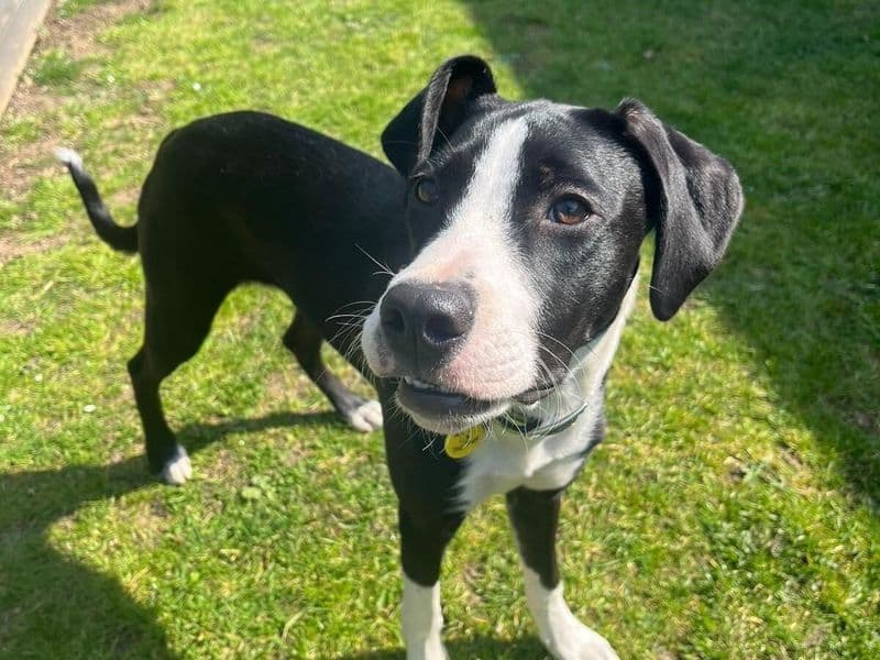 Fern - Smooth Collie Cross available for adoption
