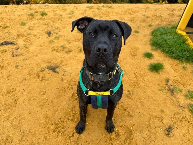 Goose - Dogo Canario Cross available for adoption