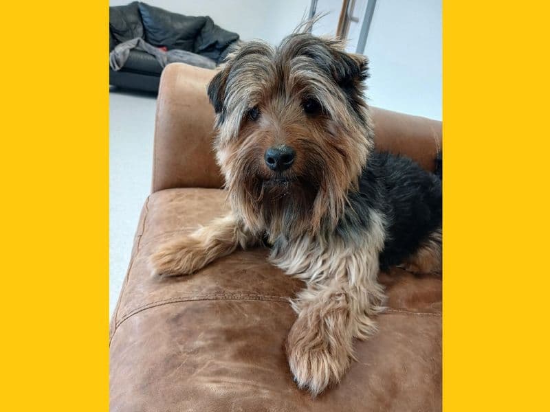 Hank - Yorkshire Terrier available for adoption