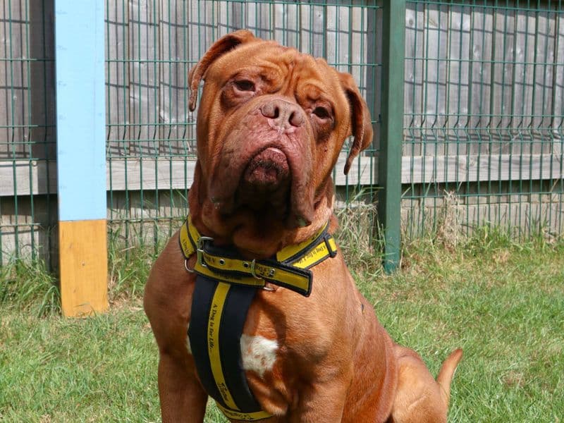 Hooch
