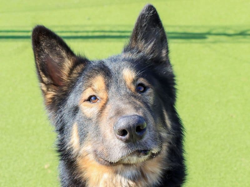 Huxley - German Shepherd Dog Cross available for adoption