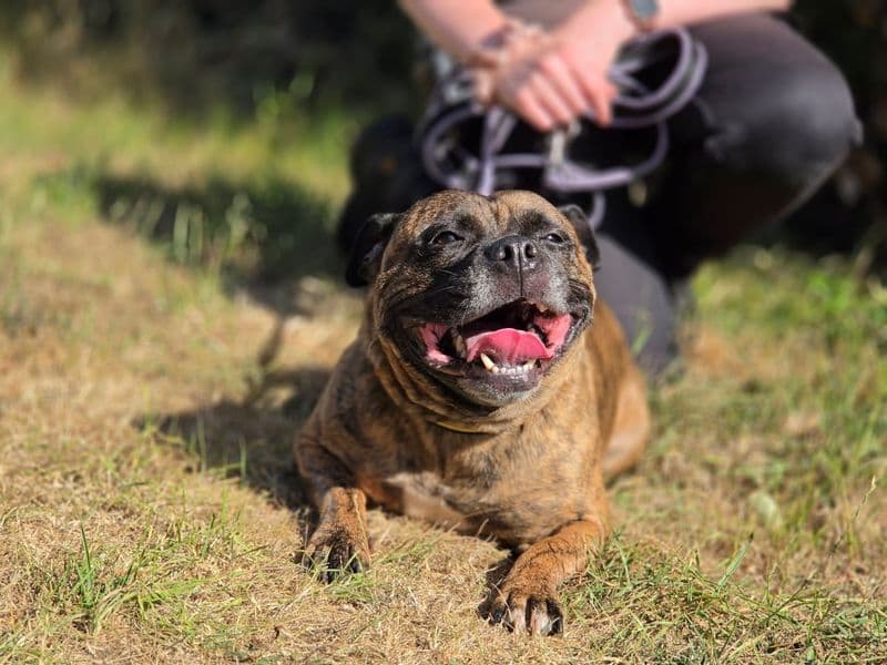 Indie - Staffordshire Bull Terrier available for adoption