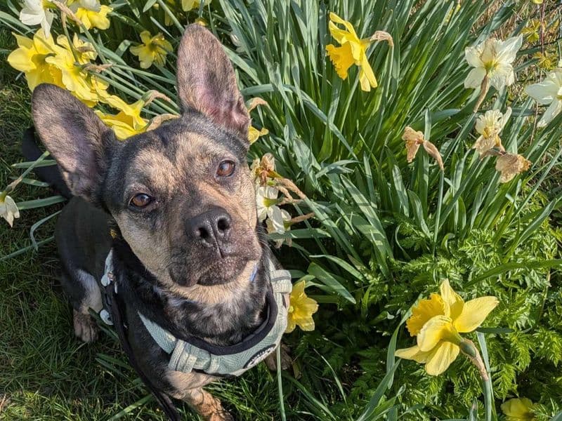 Indigo - French Bulldog Cross available for adoption
