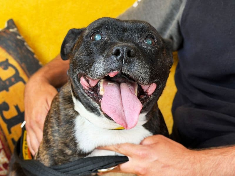 Izzy - Staffordshire Bull Terrier available for adoption