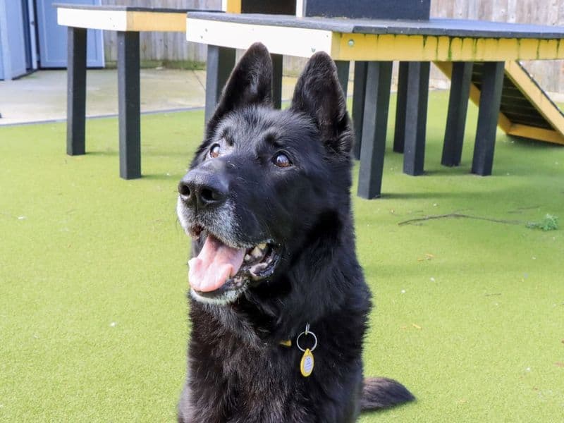 Khol - German Shepherd Dog available for adoption