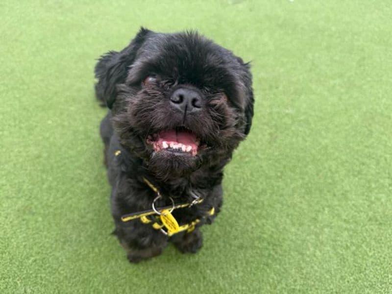 Lemur - Shih Tzu available for adoption
