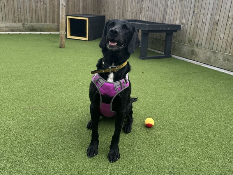 Lola - English Springer Spaniel Cross available for adoption