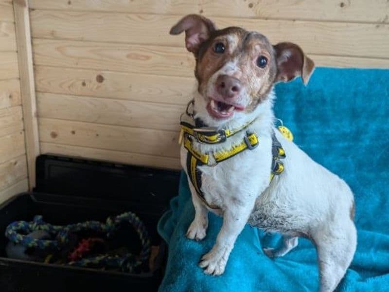 Lotus - Jack Russell Terrier available for adoption