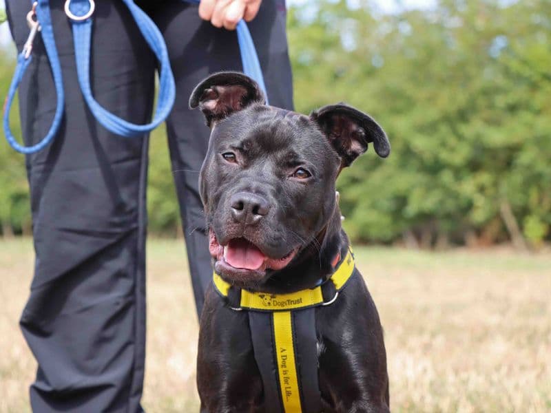 Luca - Staffordshire Bull Terrier Mix available for adoption