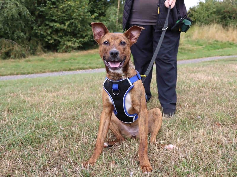 Lucy - American Staffordshire Terrier Mix available for adoption