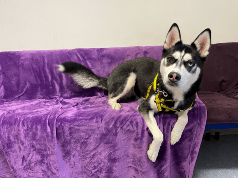 Lula - Siberian Husky available for adoption