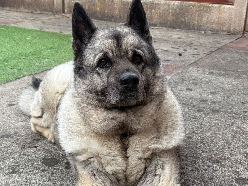 Luna - Norwegian Elkhound available for adoption