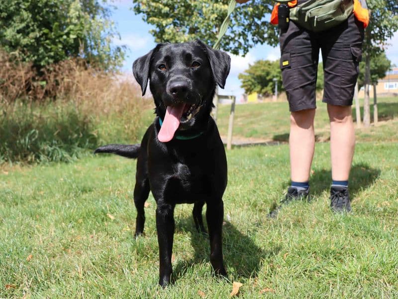 Maggie - Labrador Retriever available for adoption