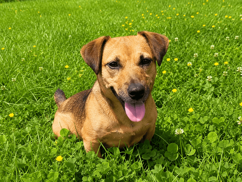 Max