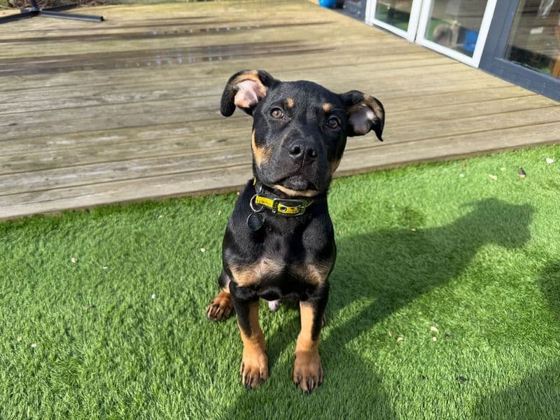 Milo - Staffordshire Bull Terrier Mix available for adoption