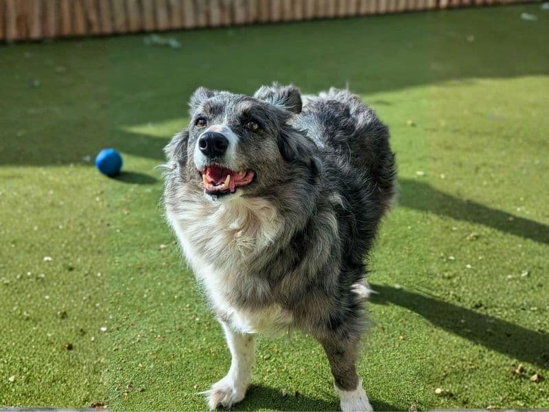 Misty - Border Collie available for adoption