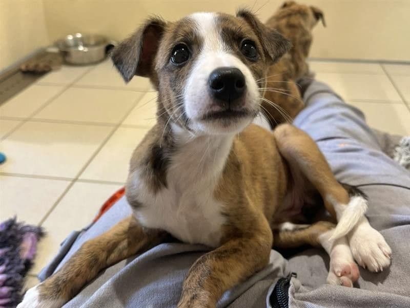 Nutmeg - Border Collie Cross available for adoption
