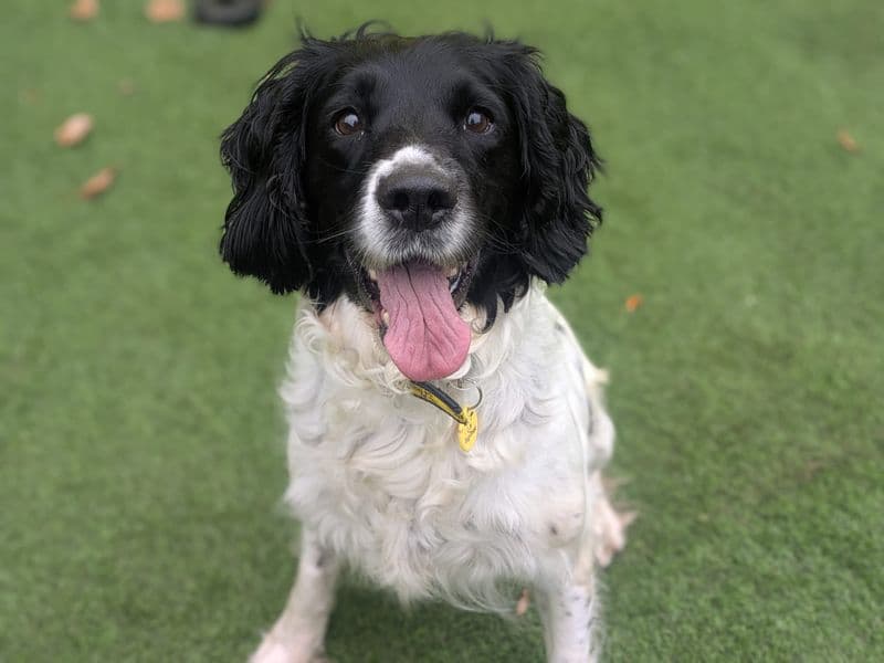 Cocker Spaniel rescue dog