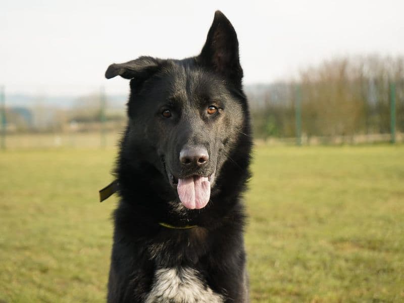 Pablo - German Shepherd Dog Cross available for adoption