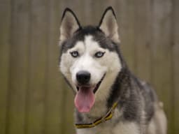 Siberian Husky