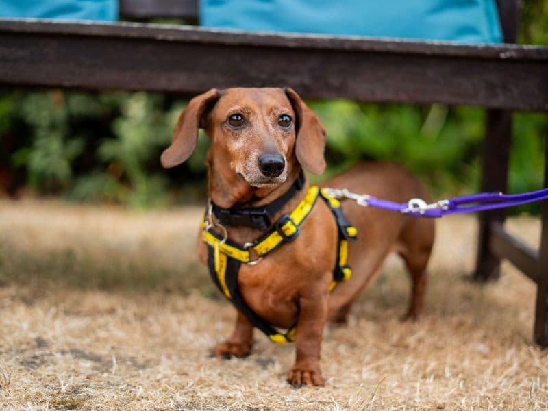 Penny - Dachshund (kaninchen/rabbit, Smooth Haired) available for adoption