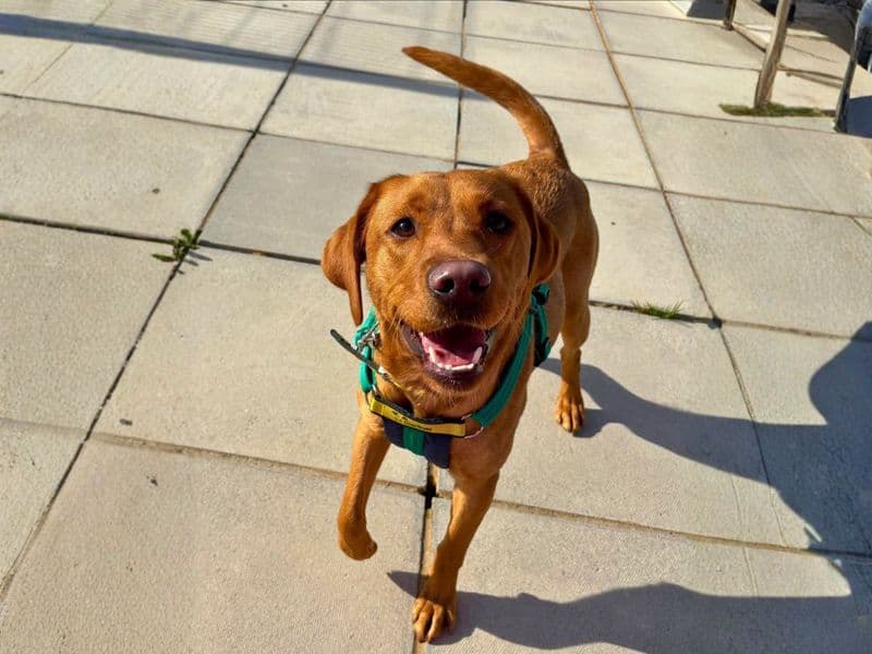 Penny - Labrador Retriever available for adoption