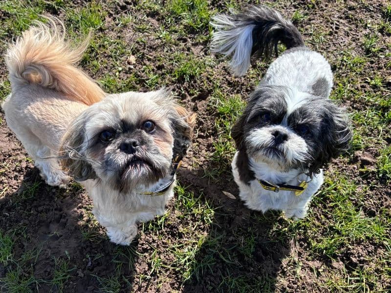 Polly - Shih Tzu available for adoption