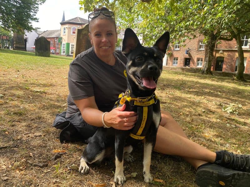 Rolo - Pomeranian Cross available for adoption
