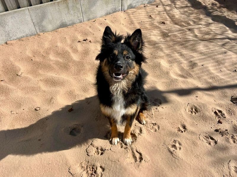 Roman - Border Collie Cross available for adoption