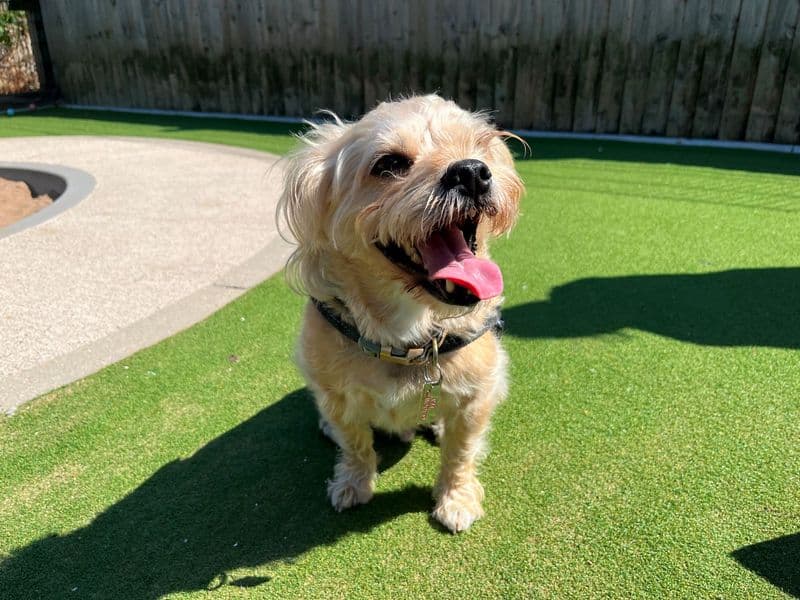 Ronnie - Yorkshire Terrier Cross available for adoption