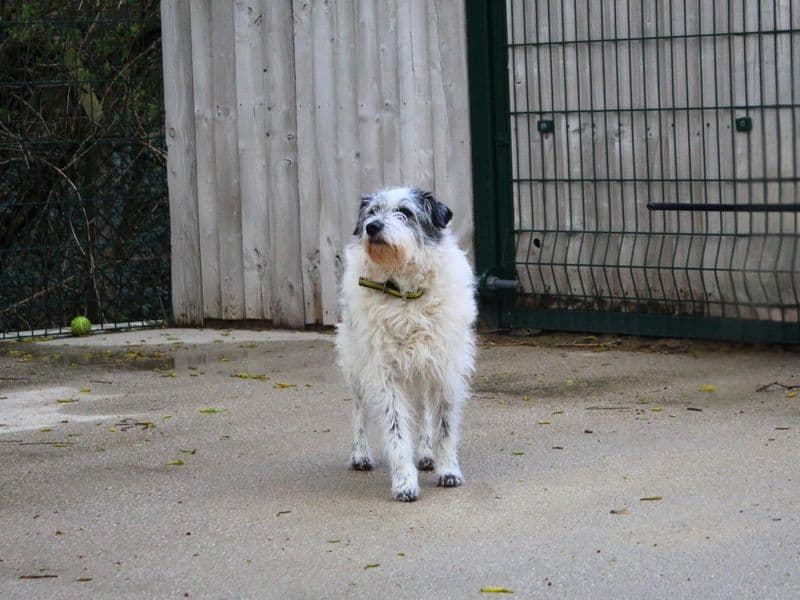 Sadie - Parson Russell Terrier available for adoption