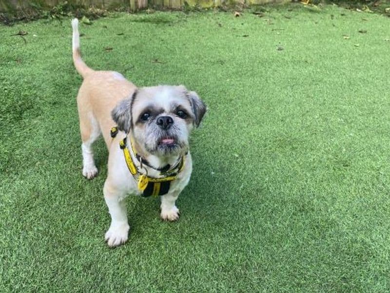 Saul - Shih Tzu available for adoption