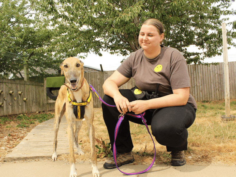 Greyhound rescue dog