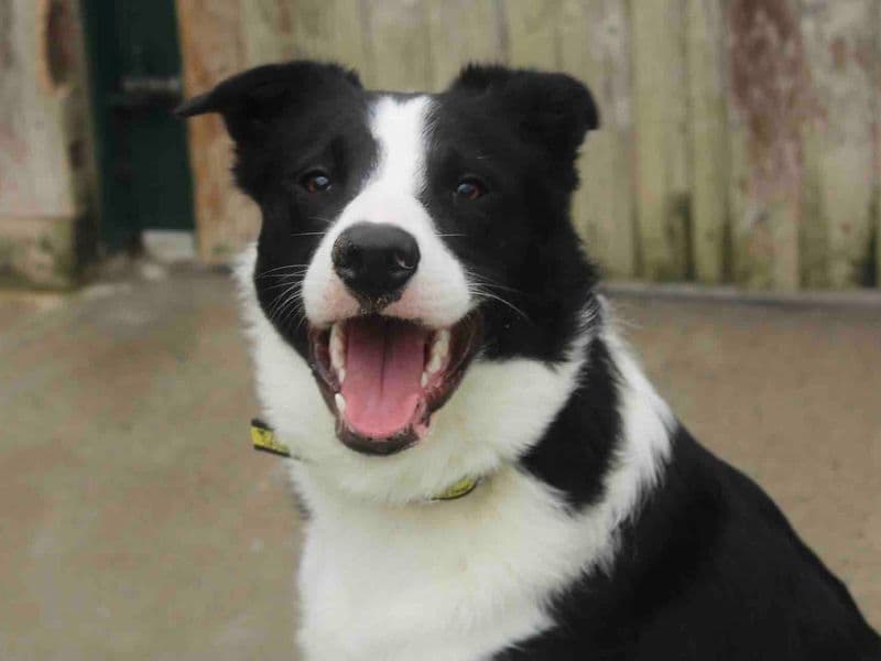 Spot - Border Collie available for adoption