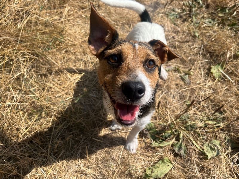 Tux - Jack Russell Terrier available for adoption