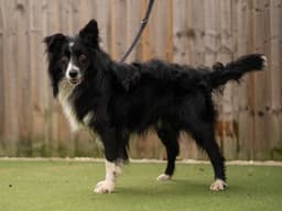 Border Collie
