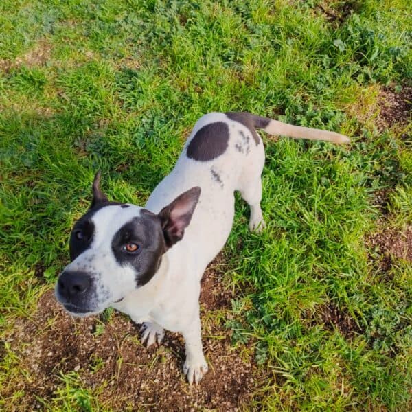 Alice - American Staffordshire Terrier available for adoption