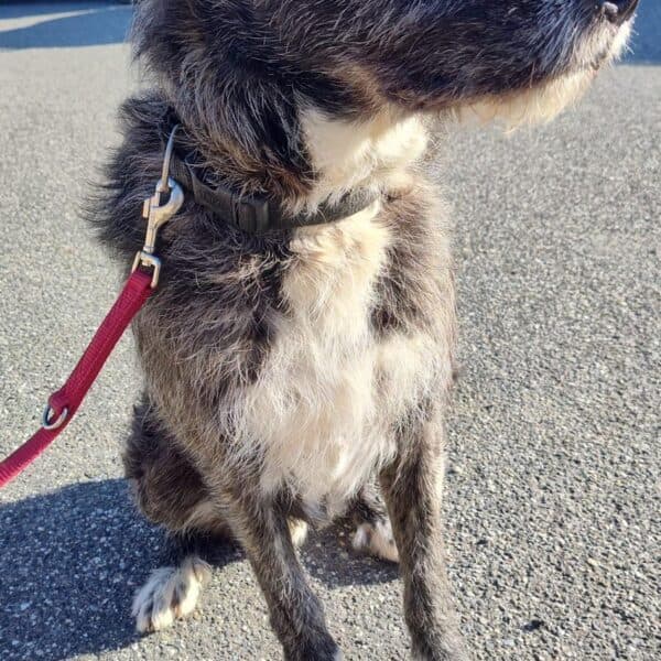 Balto - Simil Spinone available for adoption