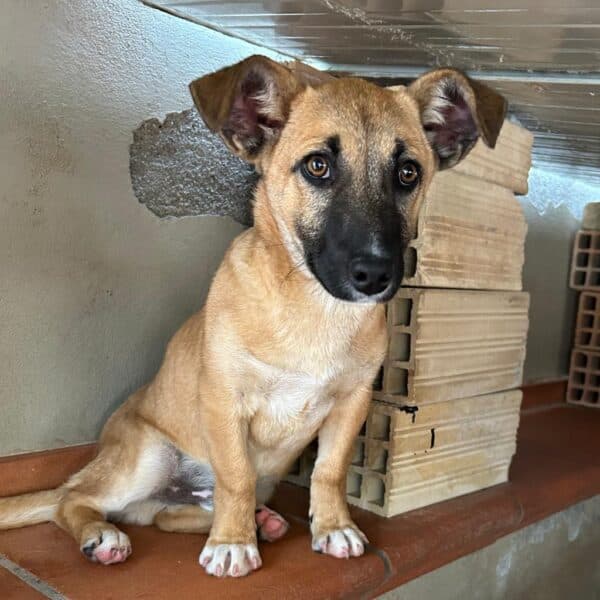 Camel - Belgian Malinois-type available for adoption