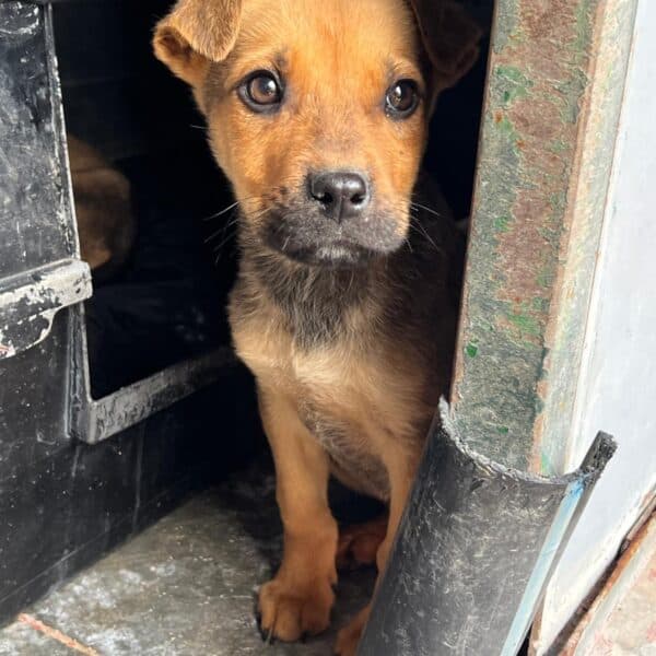 Crash - Mixed Breed available for adoption