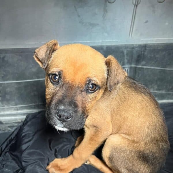 Eddie - Mixed Breed available for adoption