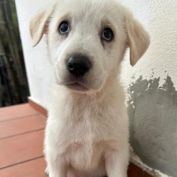 Gelsa - Labrador Mix available for adoption