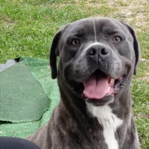 Golia - Similar To Cane Corso available for adoption