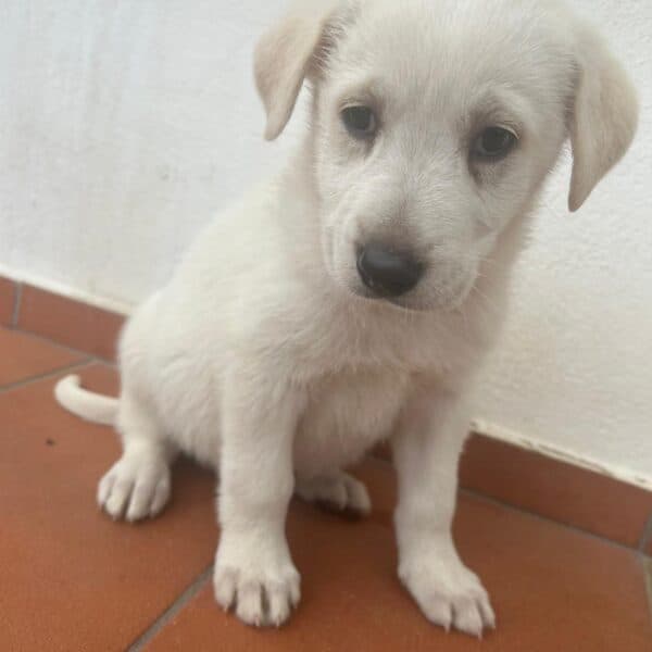 Iris - Labrador Mix available for adoption