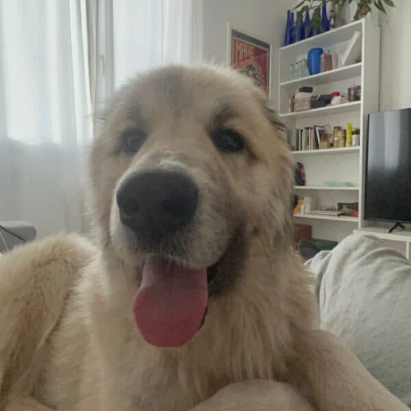 Lice - Maremmano-type available for adoption