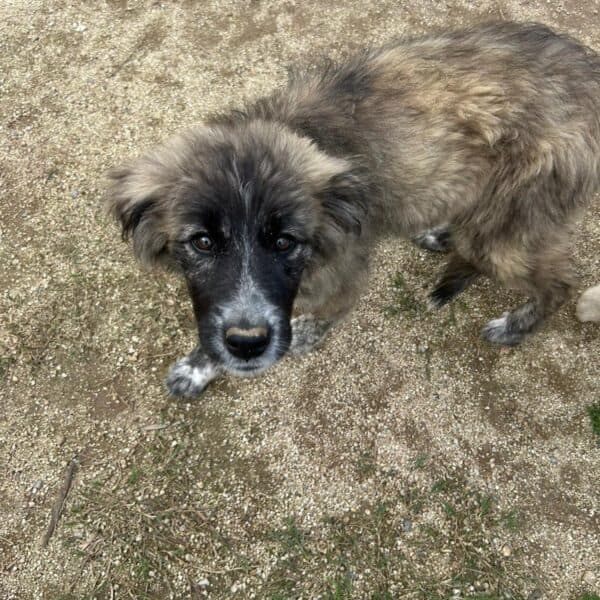 Lilli - Mixed Breed available for adoption