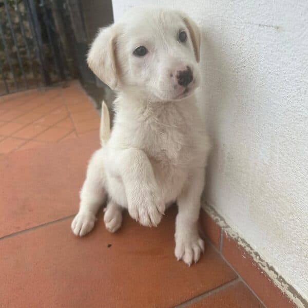 Rosa - Labrador Mix available for adoption
