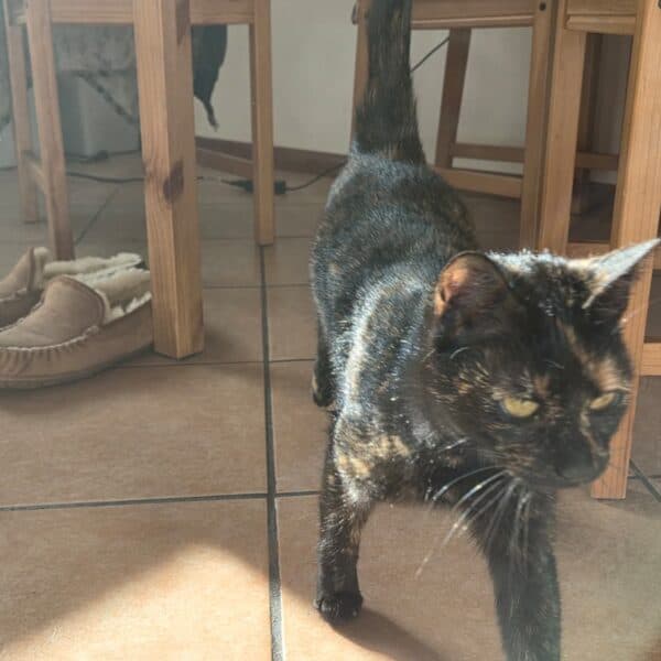 Samoa - European available for adoption