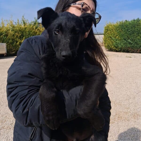 Yako - Mix Shepherd available for adoption